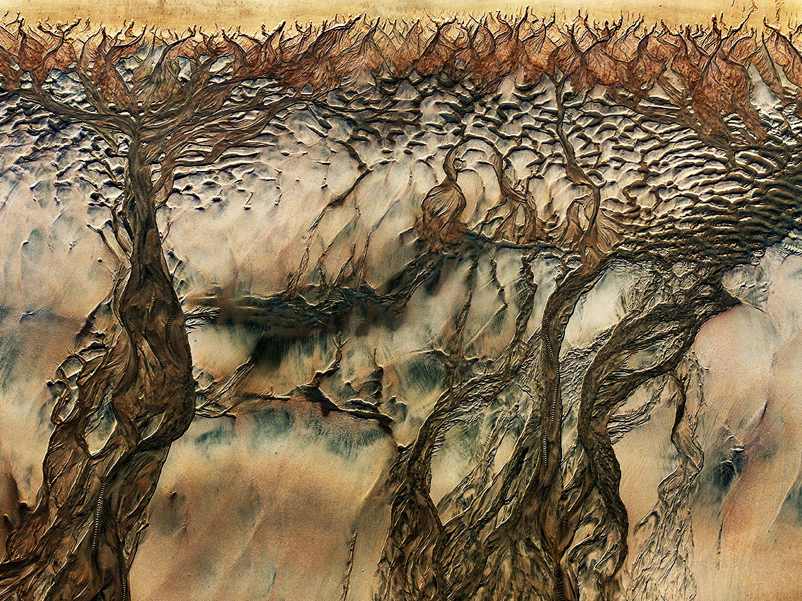 Tree Of Life